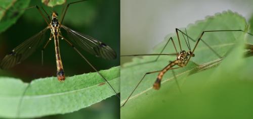 Nephrotoma quadrifaria